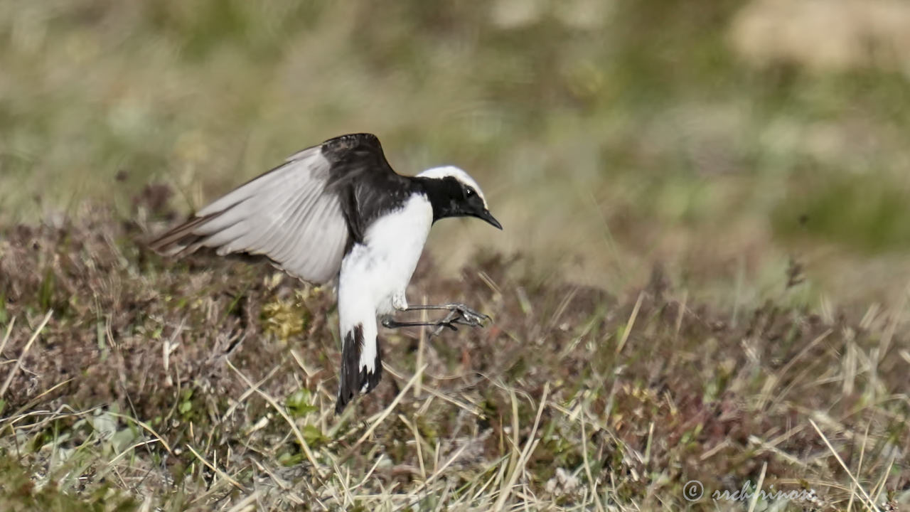 Pied wheatear