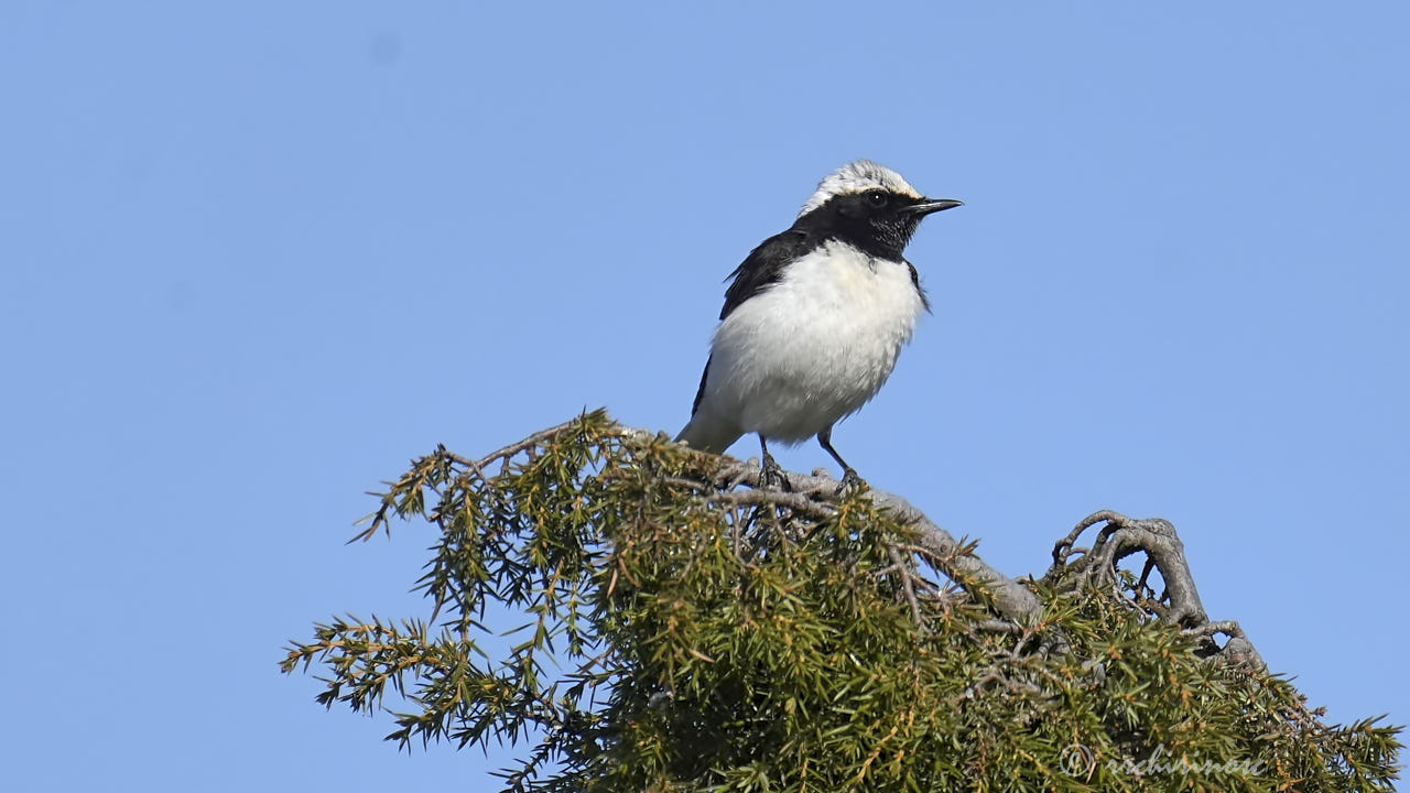 Pied wheatear