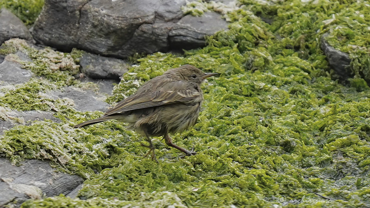 Rock pipit