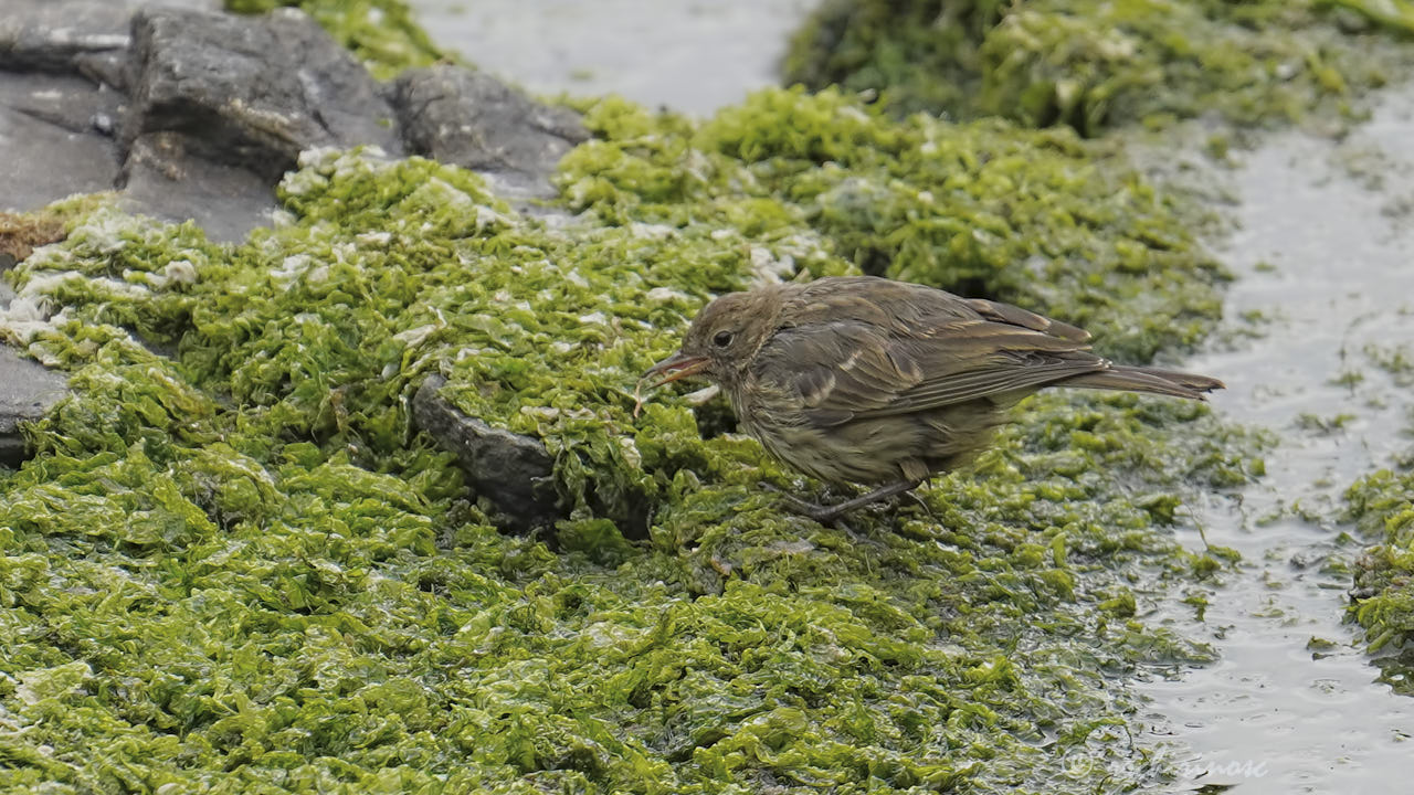 Rock pipit