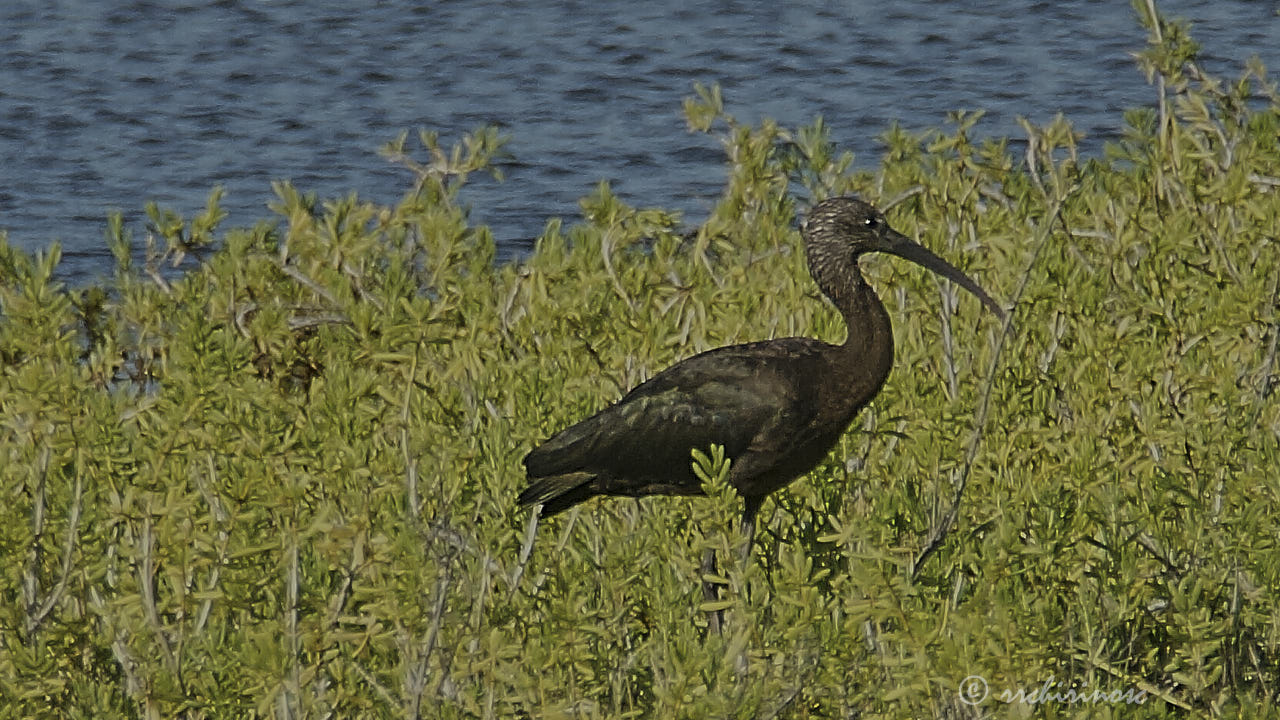 White-faced ibis