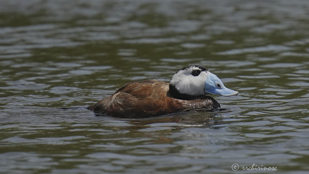White-headed duck