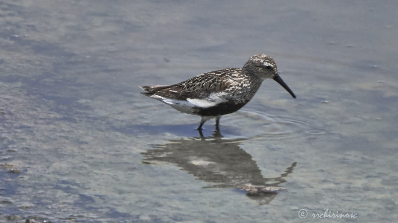 White-rumped sandpiper