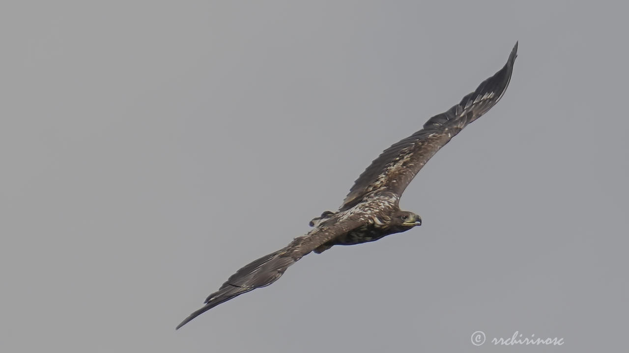 White-tailed eagle