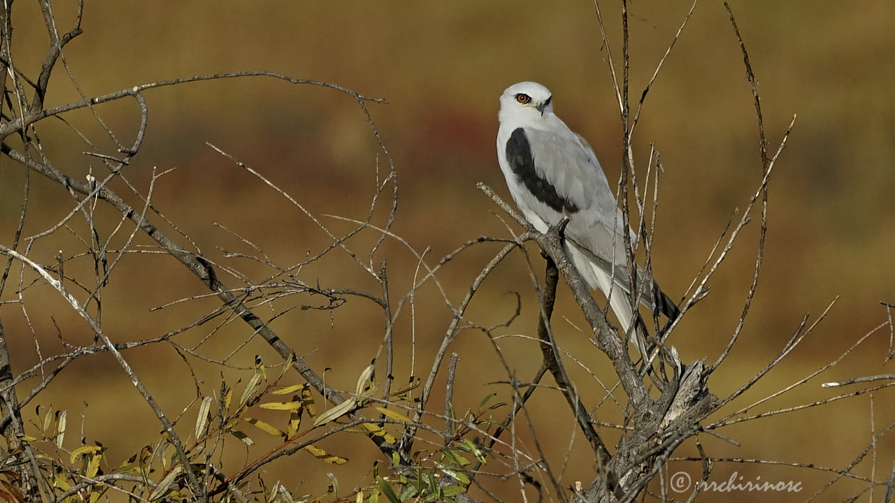White-tailed kite