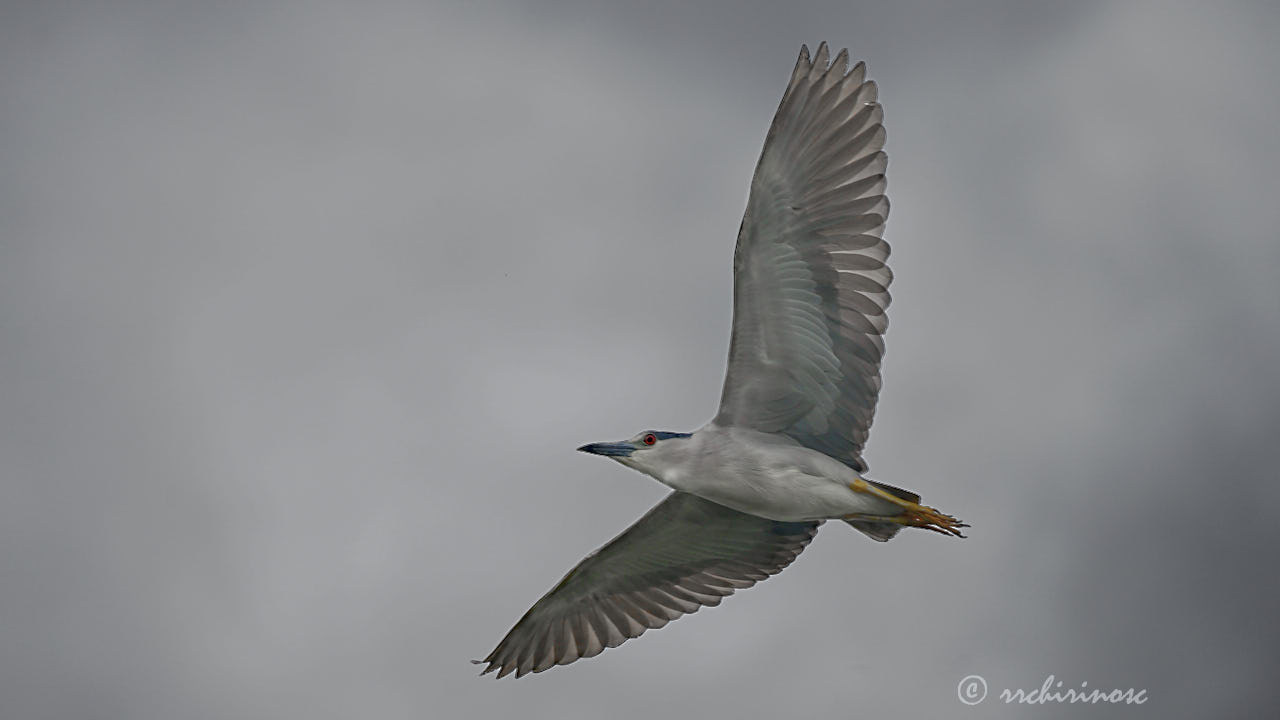 Black-crowned night heron