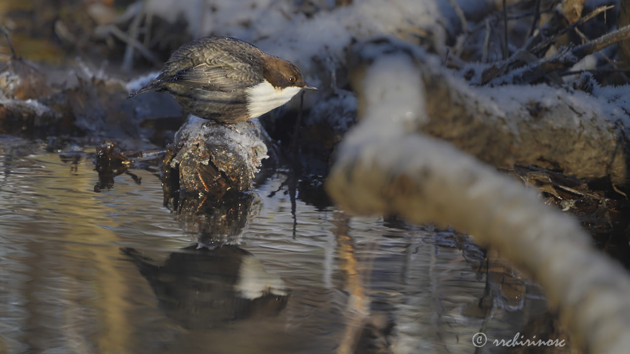 White-throated dipper