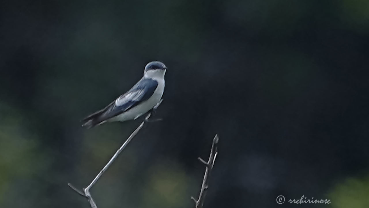 White-winged swallow