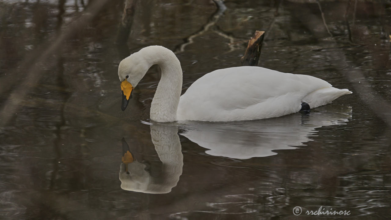 Whooper swan