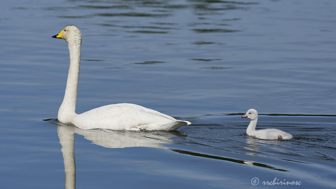 Whooper swan
