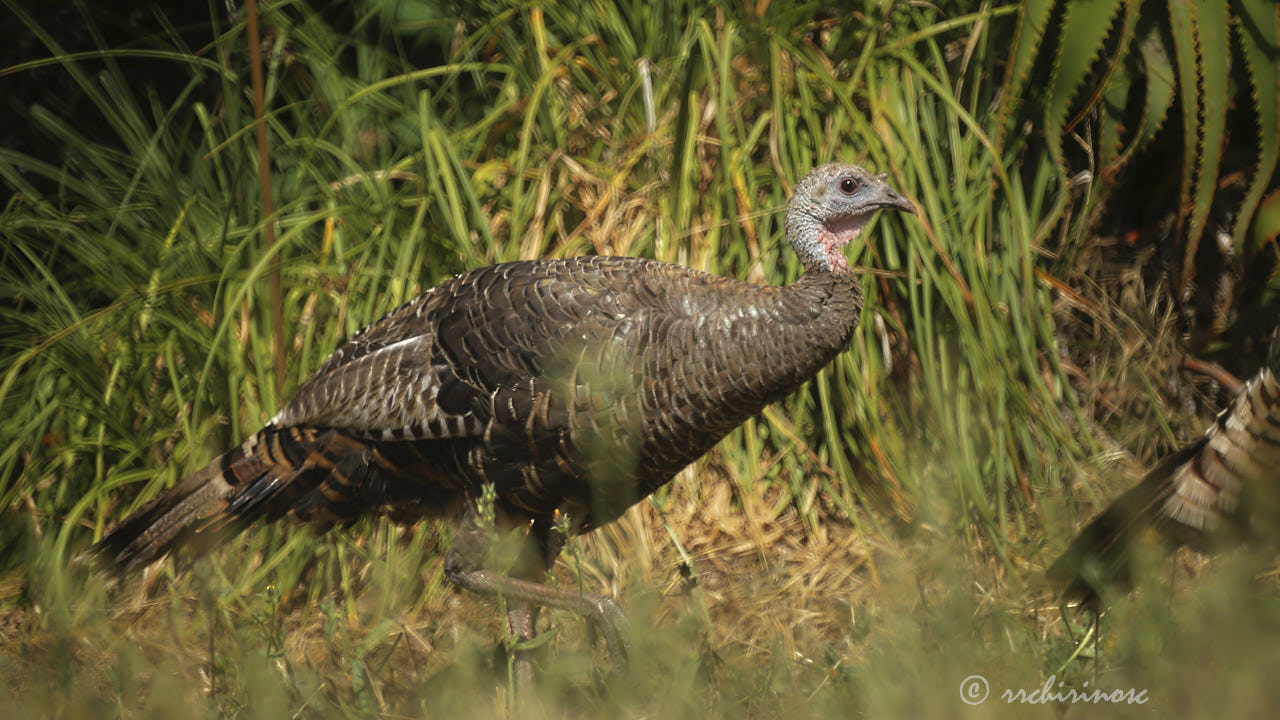 Wild turkey