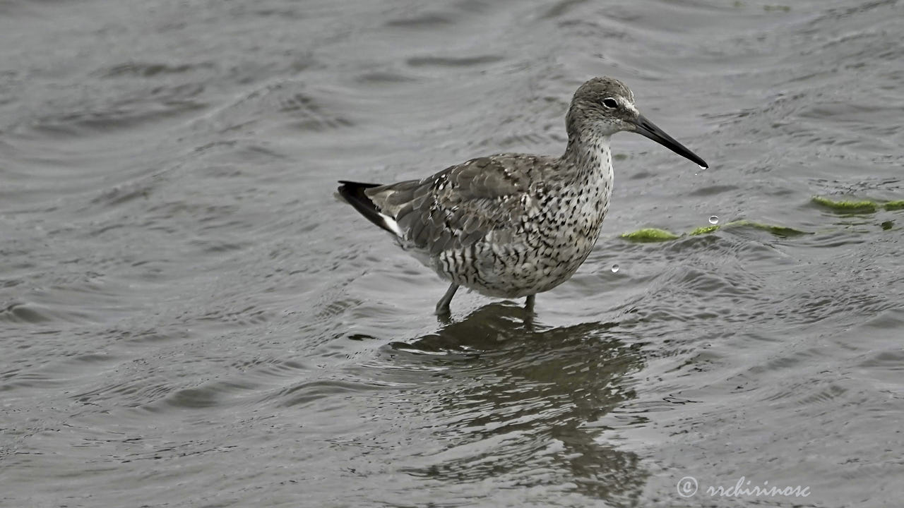 Willet