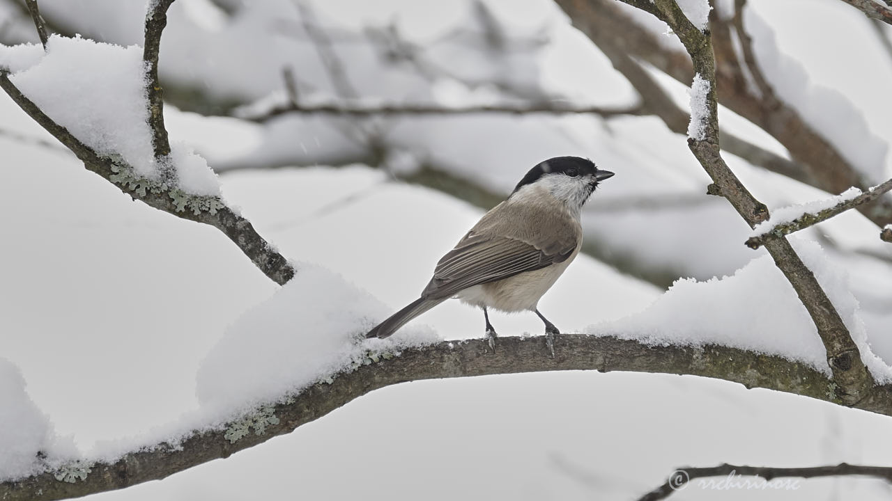 Willow tit