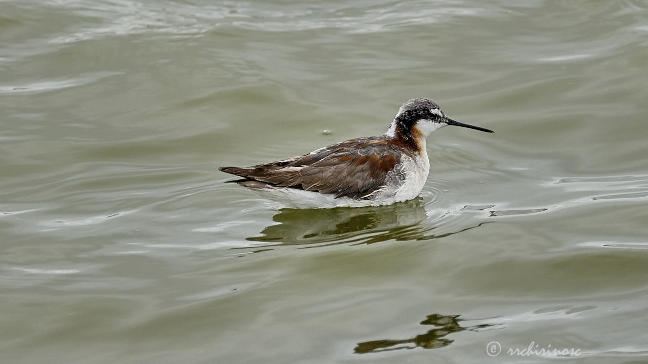 Wilson's phalarope