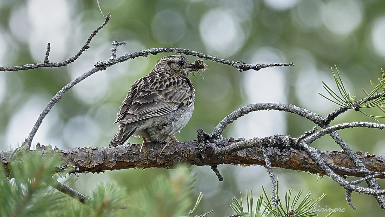 Woodlark