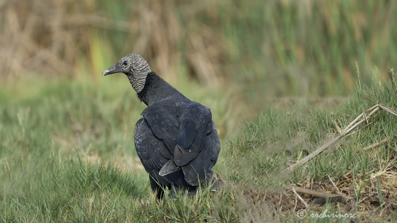 American black vulture