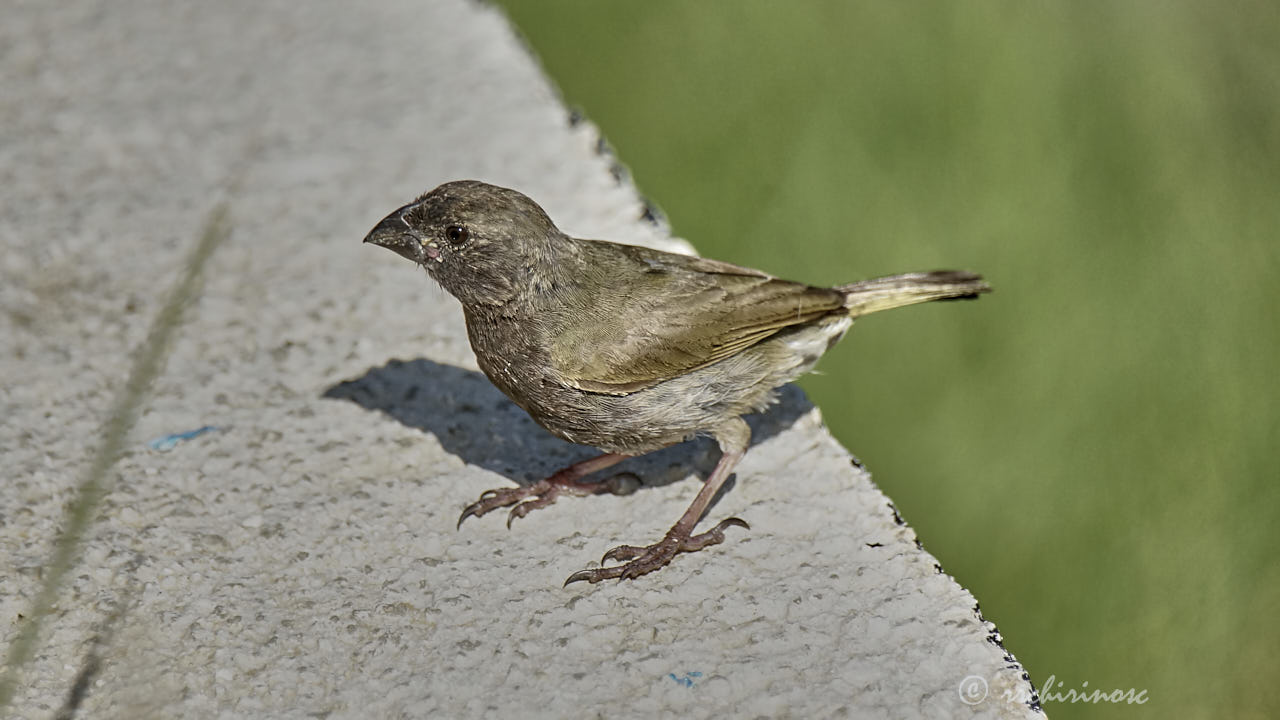 Black-faced grassquit