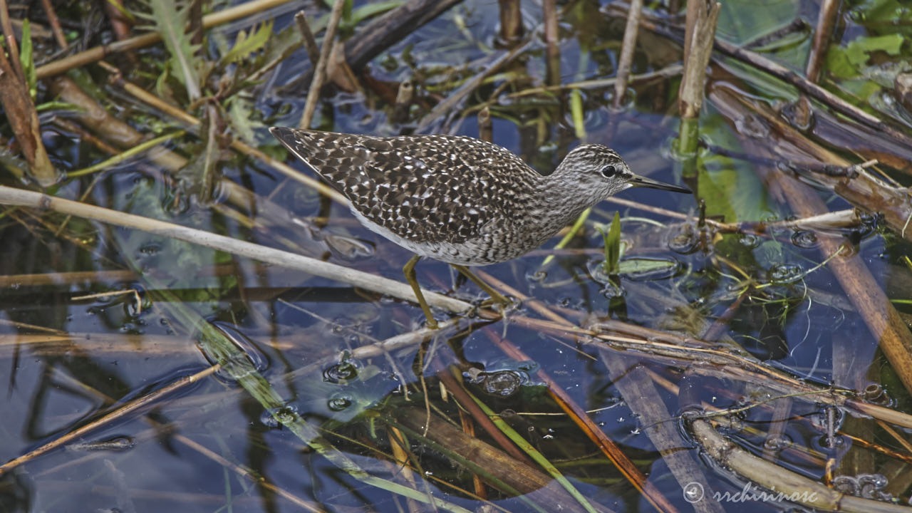 Wood sandpiper