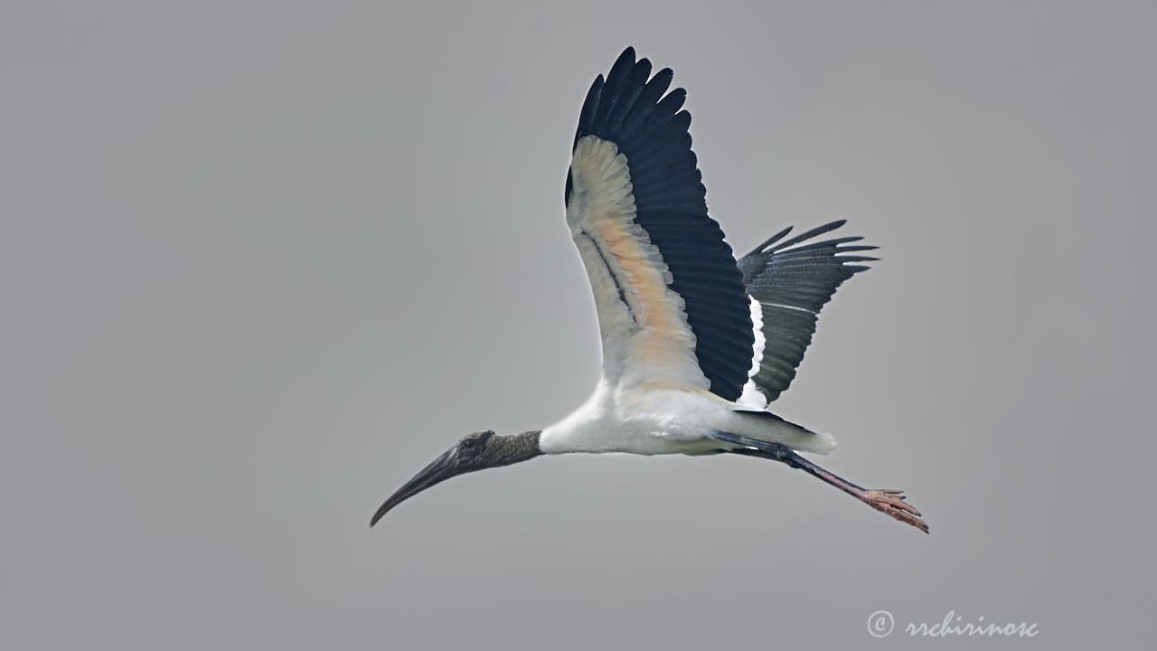 Wood stork