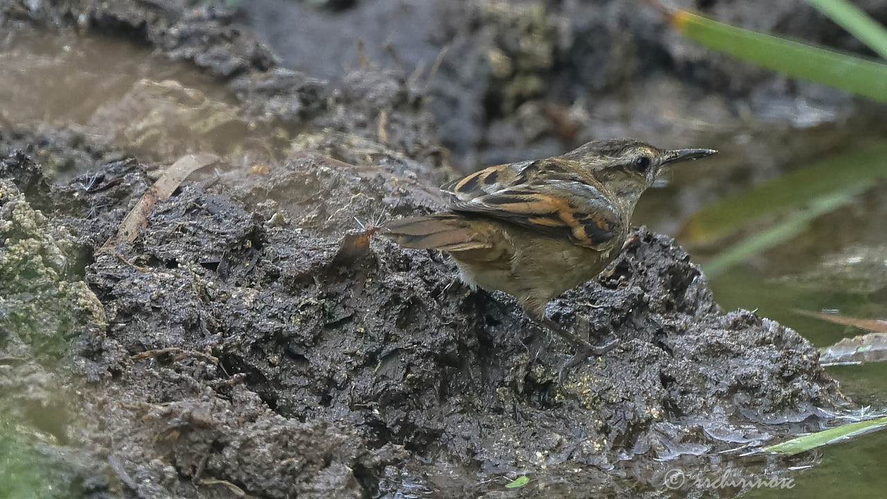 Wren-like rushbird