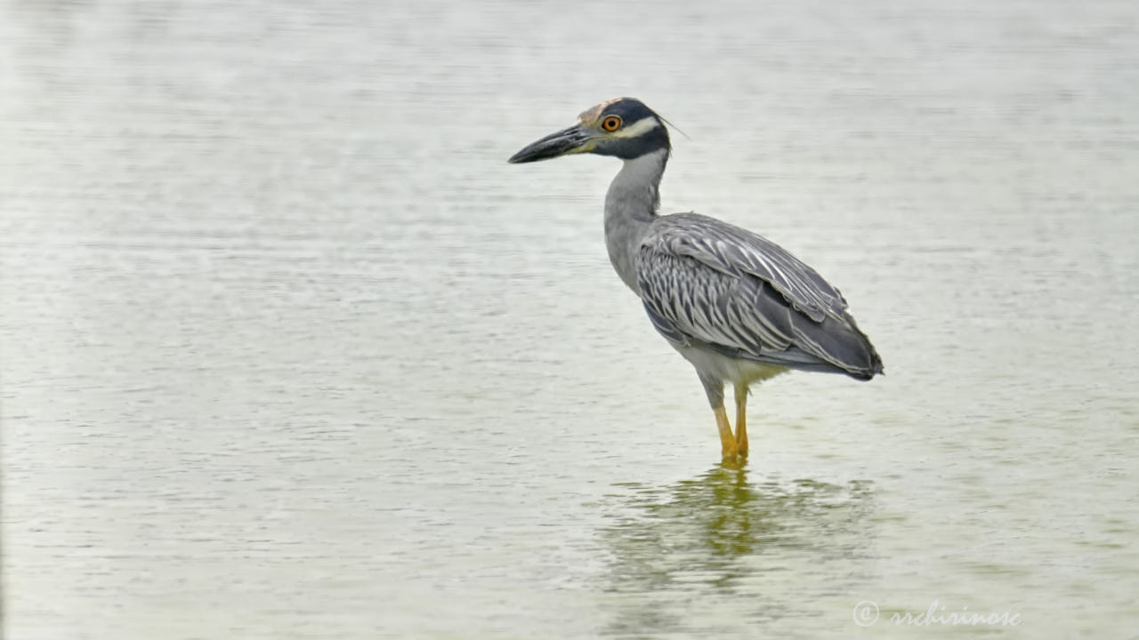 Yellow-crowned night heron