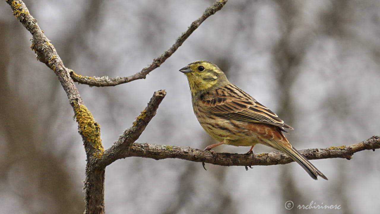 Yellowhammer