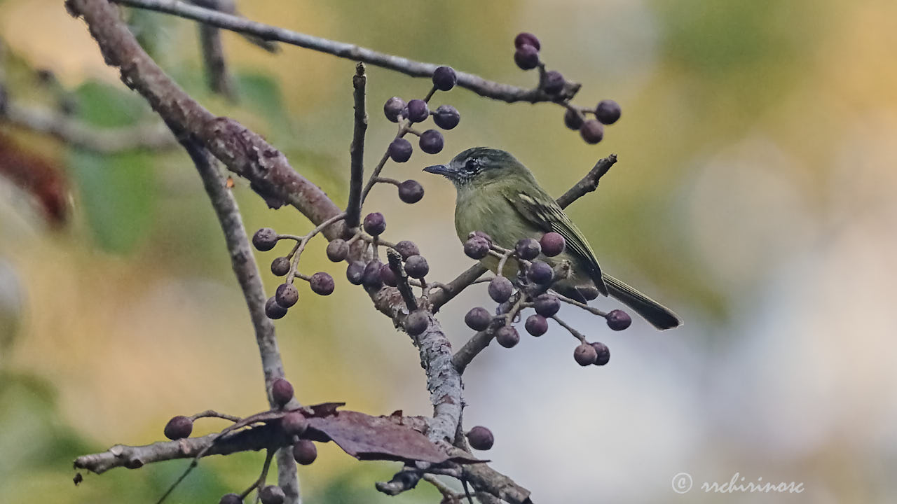 Yellow-margined flycatcher