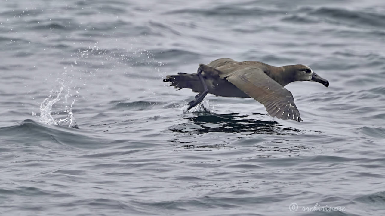 Black-footed albatross