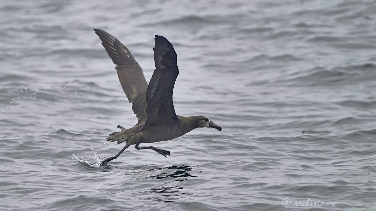 Black-footed albatross