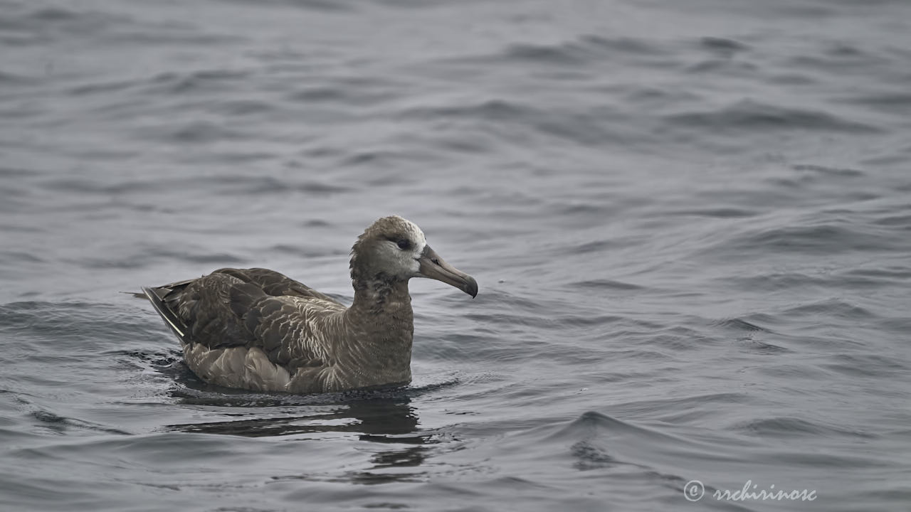 Black-footed albatross