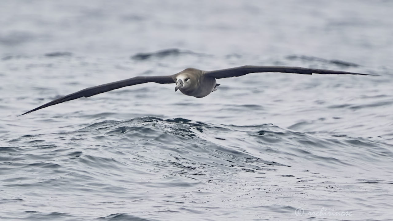 Black-footed albatross