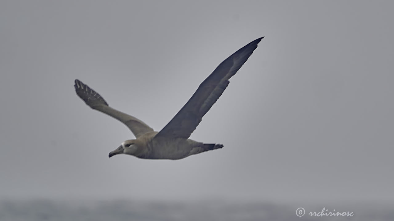 Black-footed albatross