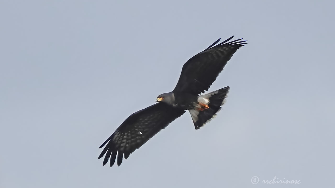 Snail kite