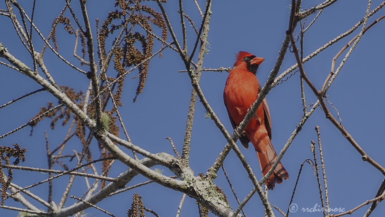 Northern cardinal