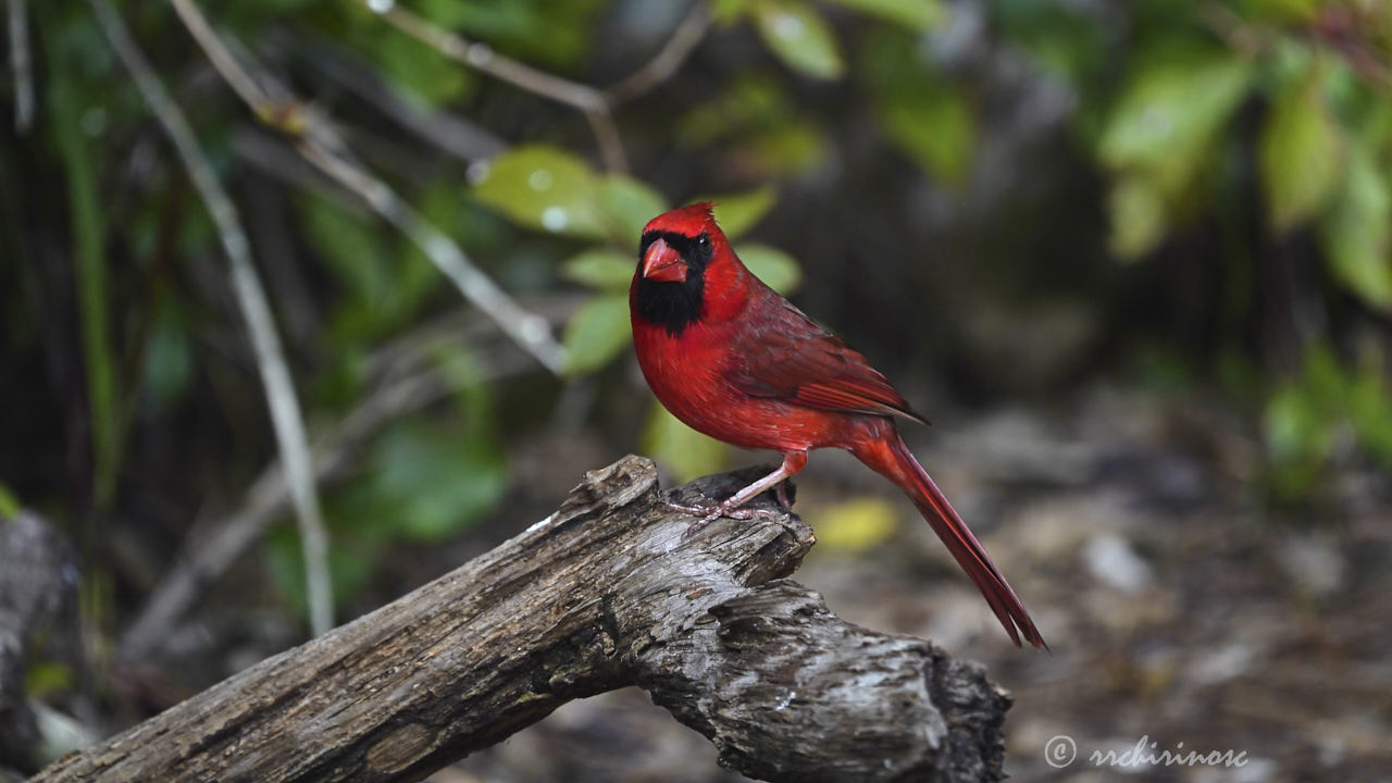 Northern cardinal