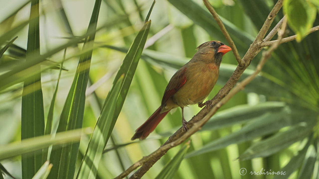 Northern cardinal