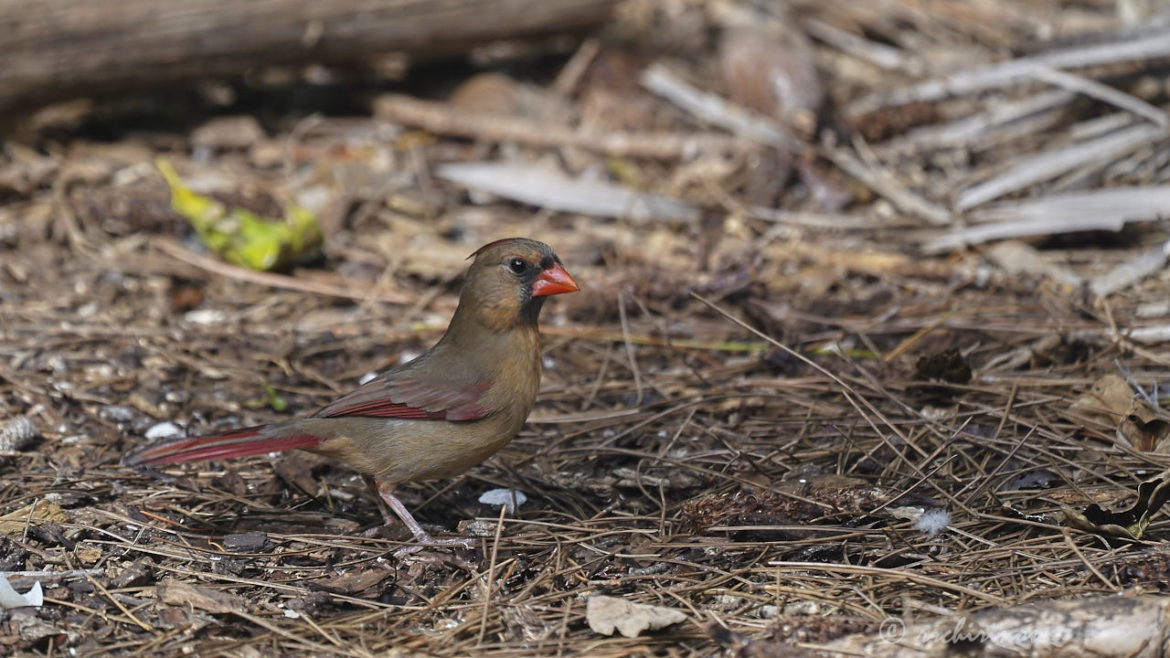 Northern cardinal