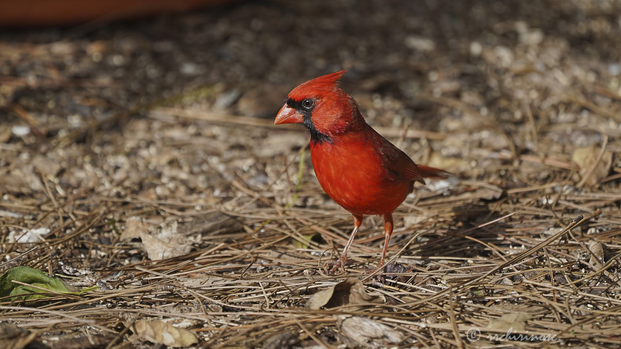 Northern cardinal
