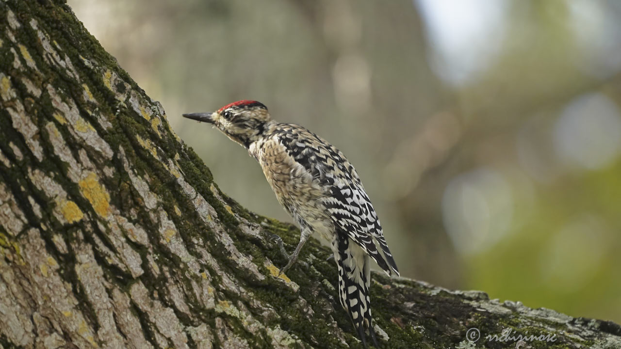Ladder-backed woodpecker