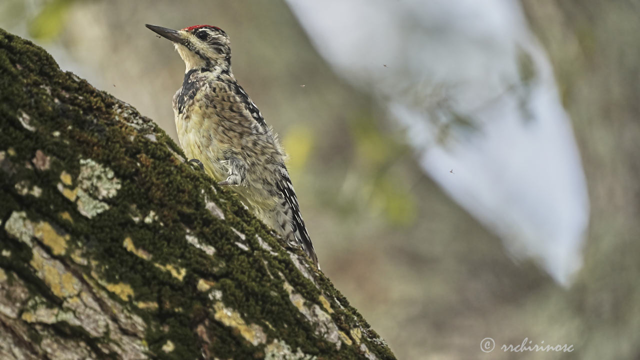 Ladder-backed woodpecker