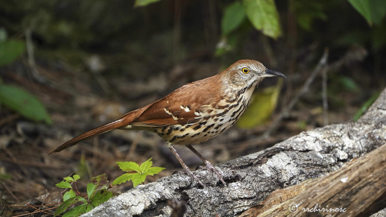 Brown thrasher