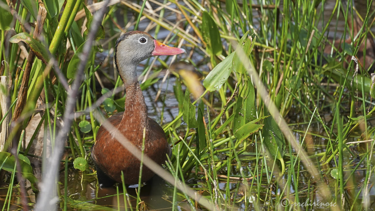 Black-bellied whistling duck