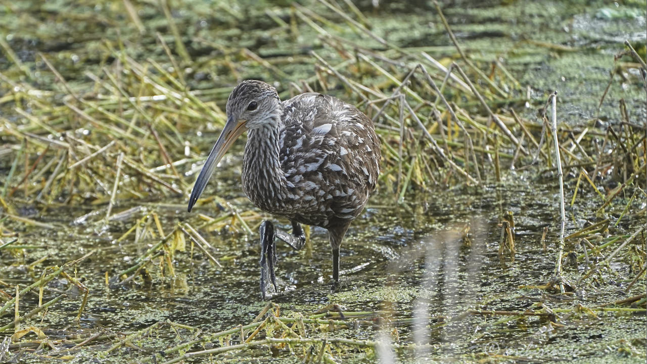 Limpkin