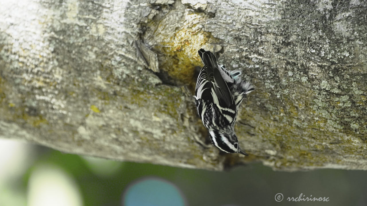 Black-and-white warbler