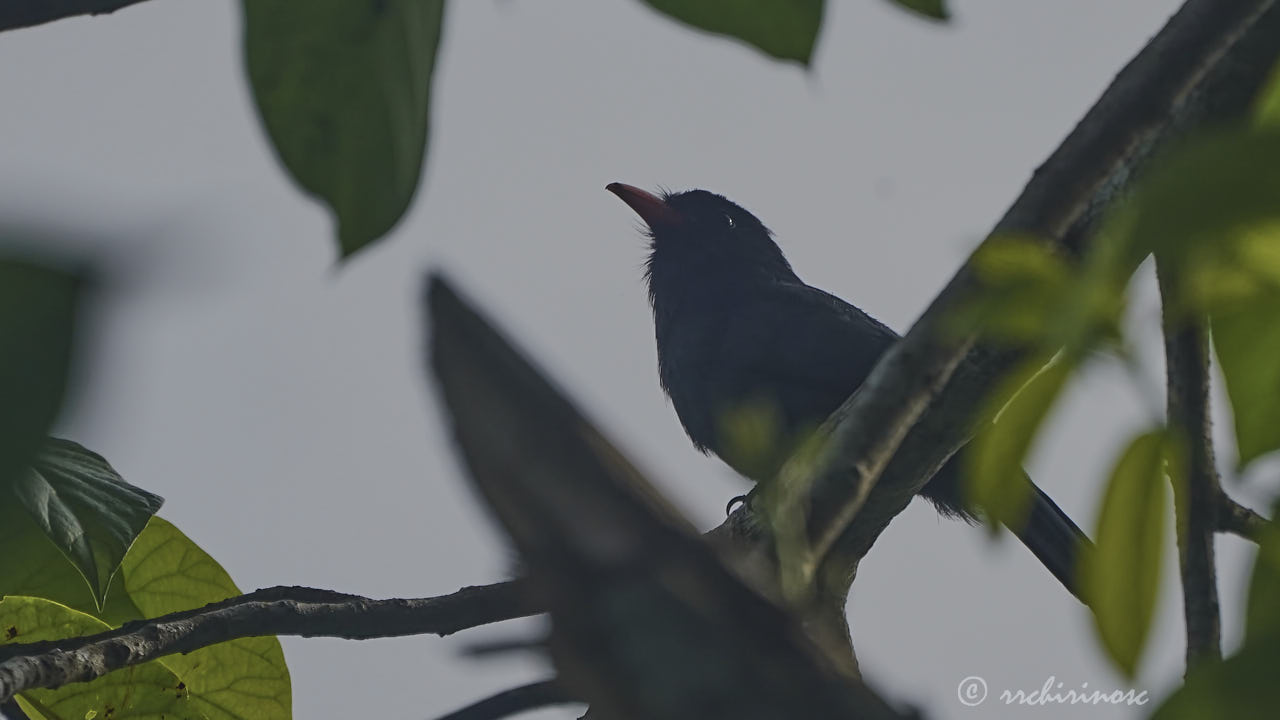 Black-fronted nunbird