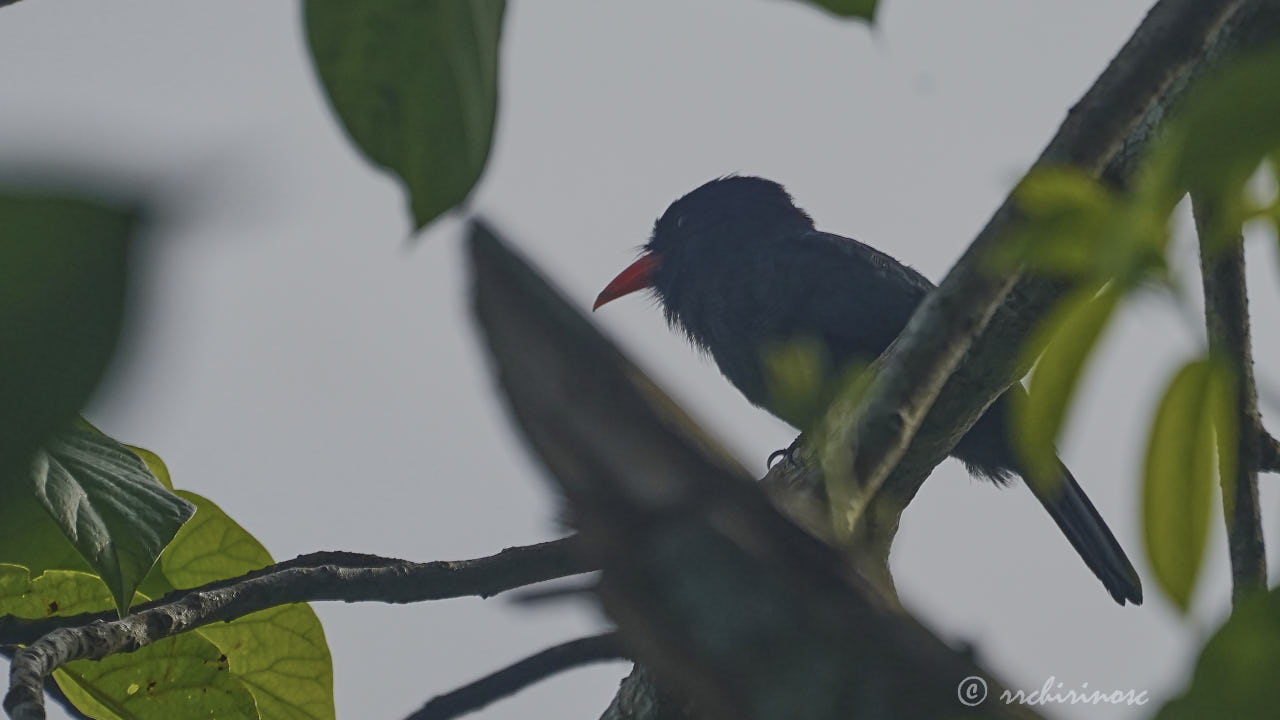 Black-fronted nunbird