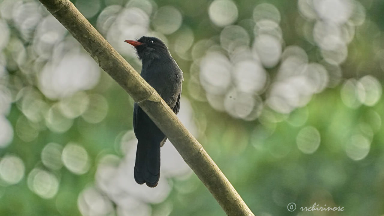 Black-fronted nunbird
