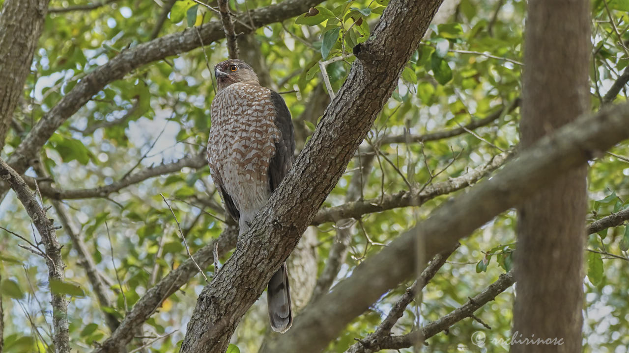 Cooper's hawk