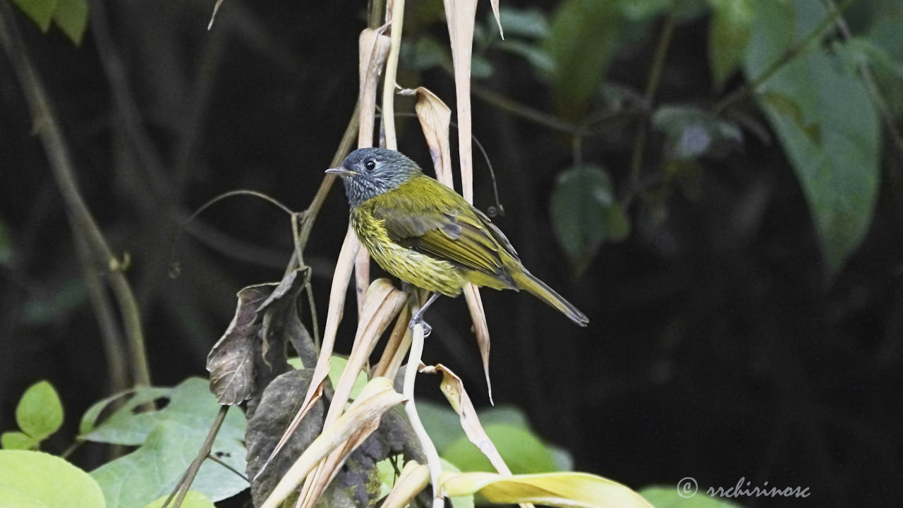 Streak-necked flycatcher