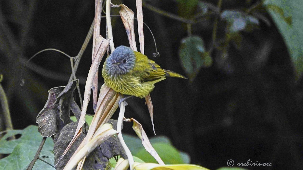 Streak-necked flycatcher